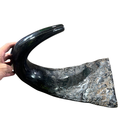 Cape Buffalo Yemenite Shofar - Genuine Cape buffalo Horn - Around 23" long - Judaica Trumpet Kosher-made African Buffalo horn shofar