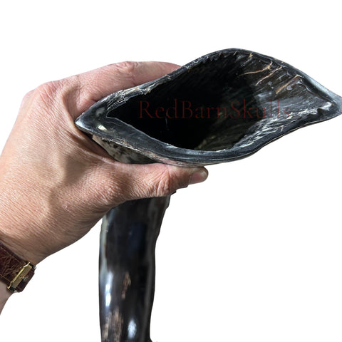 1 Cape Buffalo Shofar Kosher-Made Horn Shofar, Yemenite Judaica Shofar Medium