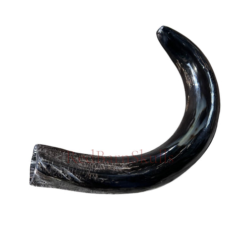 1 Cape Buffalo Shofar Kosher-Made Horn Shofar, Yemenite Judaica Shofar Medium