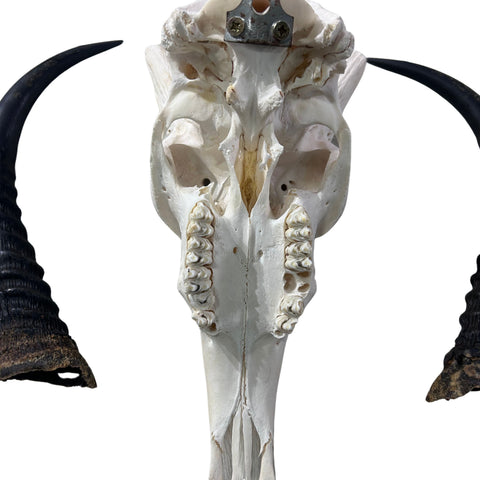 Reedbuck Skull - Real Waterbuck Antelope Skull with metal bracket Wall Art African Decor | 16L”X11DX12W" inches - 11" Horns Taxidermy Skull
