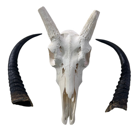 Reedbuck Skull - Real Waterbuck Antelope Skull with metal bracket Wall Art African Decor | 16L”X11DX12W" inches - 11" Horns Taxidermy Skull