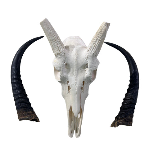 Reedbuck Skull - Real Waterbuck Antelope Skull with metal bracket Wall Art African Decor | 16L”X11DX12W" inches - 11" Horns Taxidermy Skull