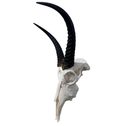 Reedbuck Skull - Real Waterbuck Antelope Skull with metal bracket Wall Art African Decor | 16L”X11DX12W" inches - 11" Horns Taxidermy Skull