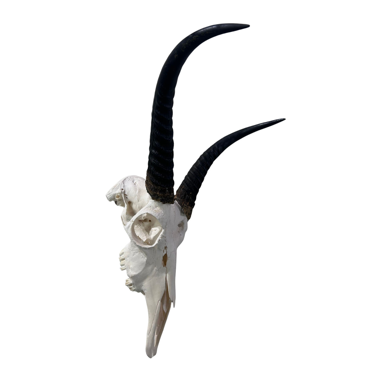 Reedbuck Skull - Real Waterbuck Antelope Skull with metal bracket Wall Art African Decor | 16L”X11DX12W" inches - 11" Horns Taxidermy Skull