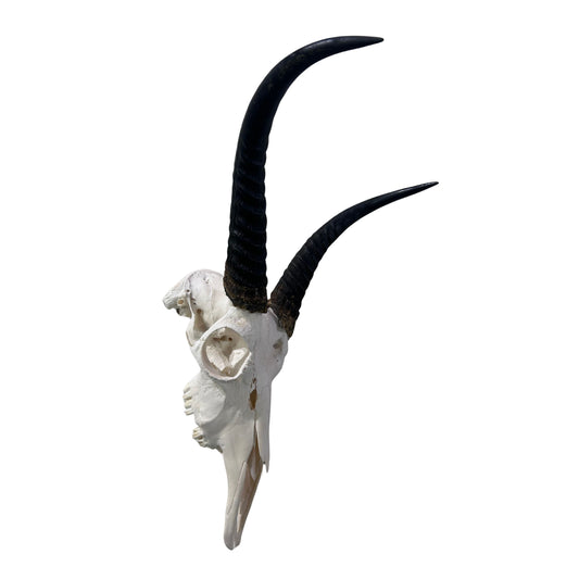 Reedbuck Skull - Real Waterbuck Antelope Skull with metal bracket Wall Art African Decor | 16L”X11DX12W" inches - 11" Horns Taxidermy Skull