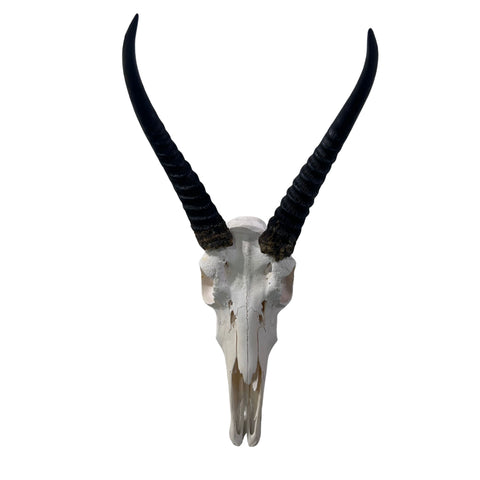 Reedbuck Skull - Real Waterbuck Antelope Skull with metal bracket Wall Art African Decor | 16L”X11DX12W" inches - 11" Horns Taxidermy Skull