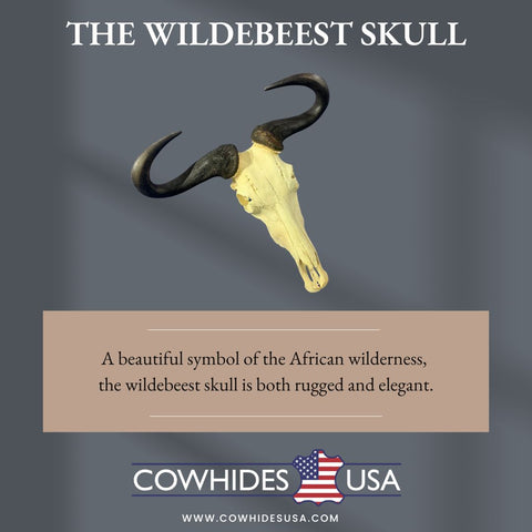 Huge Wildebeest Skull- Real Animal Skull - Gnu Skull Taxidermy Wall Art Horns Antlers Approximate Size: 25HX24WX6D - Blue Wildebeest Skull