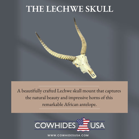 Lechwe Skull- Real Antelope Skull - Lechwe Skull Taxidermy Wall Art Horns Antlers Approximate Size: 30HX19WX16D