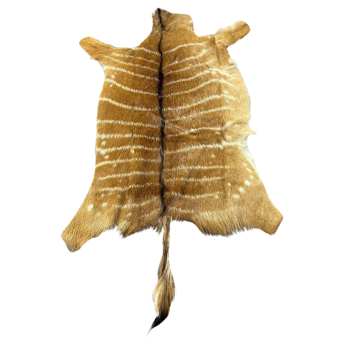 Real Nyala Skin - Nyala Antelope Hide Size 41X35” (excluding tail/Tail is 16”) D-958