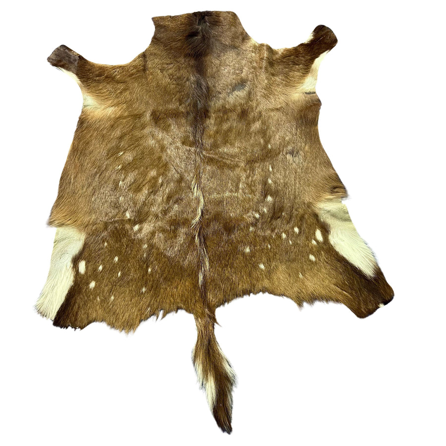 Bushbuck Skin Rug - Real Bushbuck Hide African Antelope Skin Size: 39x37" D-972