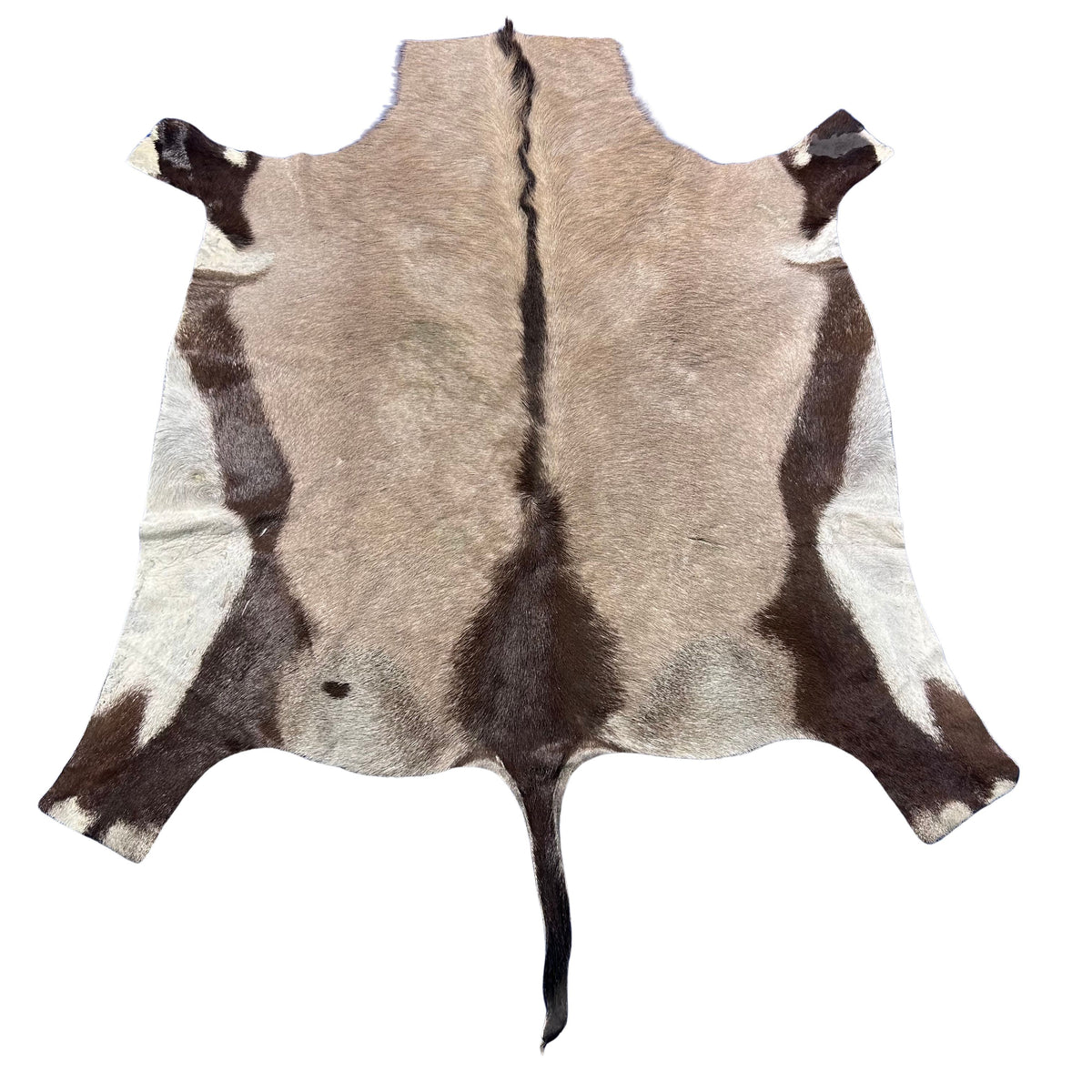 Gemsbok Skin Rug (Tail is 15"/no tail tip hair) Size: 58x56" D-977