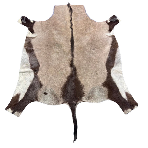 Gemsbok Skin Rug (Tail is 15"/no tail tip hair) Size: 58x56" D-977