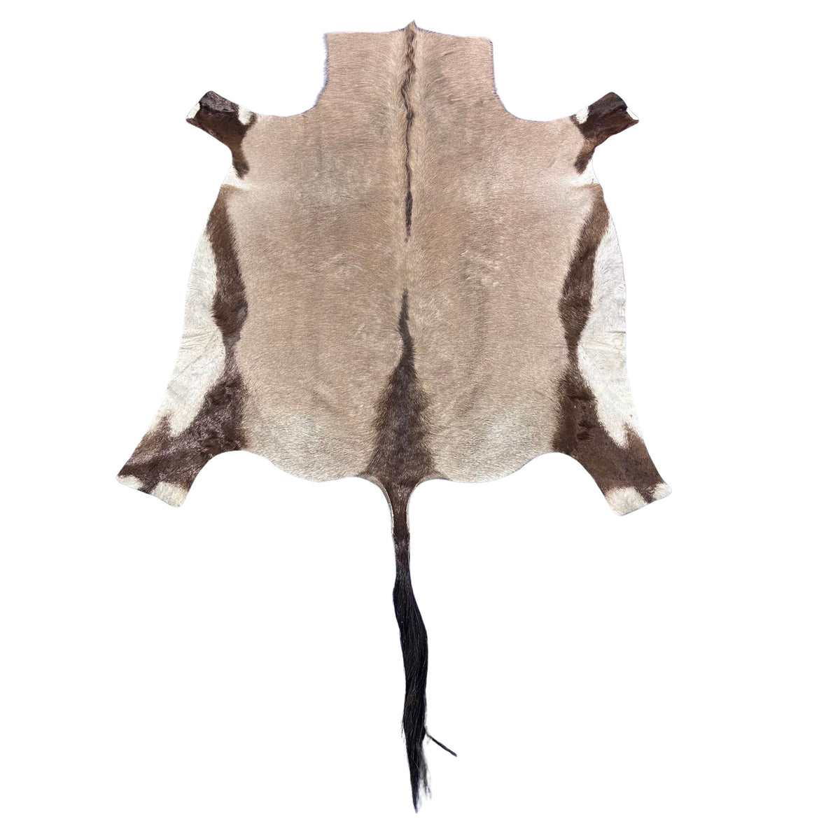 Gemsbok Skin Rug (Tail is 31") Size: 63x59" D-978