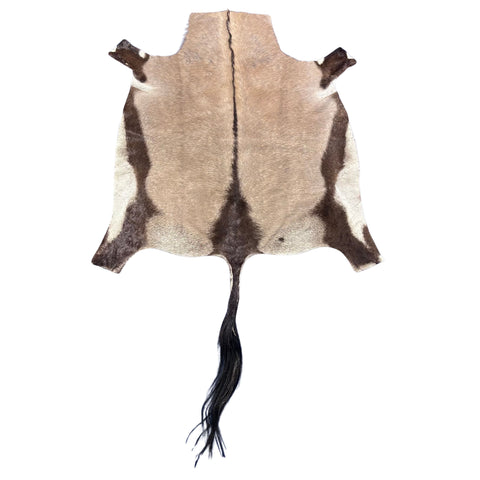 Gemsbok Skin Rug (Tail is 36") Size: 61x56" D-979