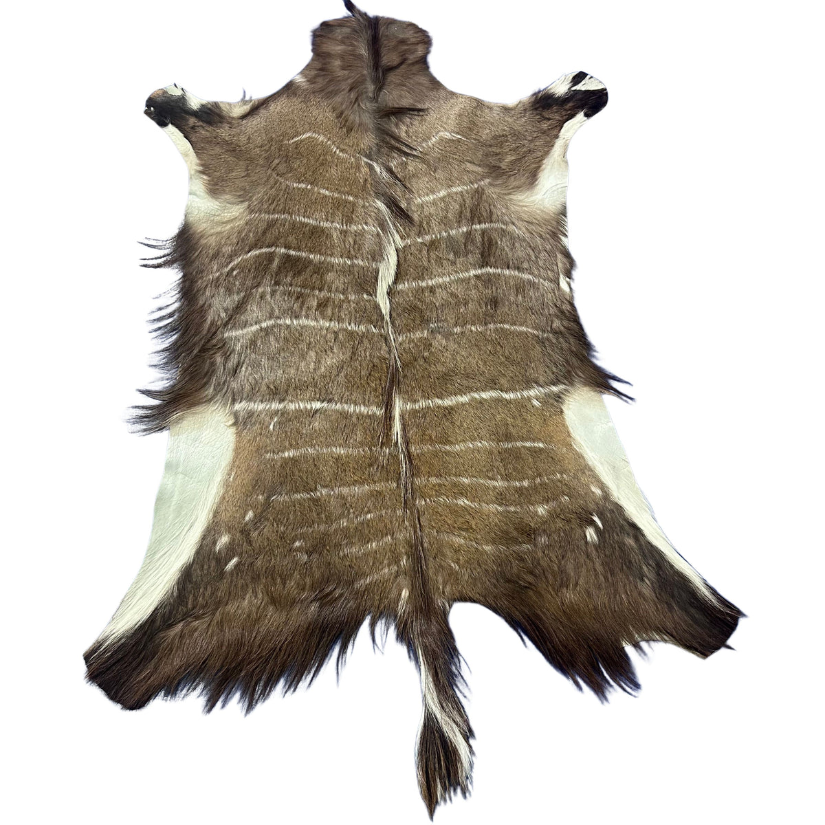 Male Nyala Skin - D-986 - Deer Leather Rug - Deer skin for wallets, hand bags, deer floor rug - Male Nyala Hide - Nyala Antelope Skin