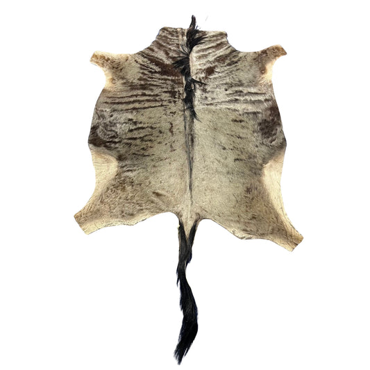 Blue Wildebeest Hide (29"tail) Stiff! Bald Line Down the Middle Size: 5x4 ft D-988