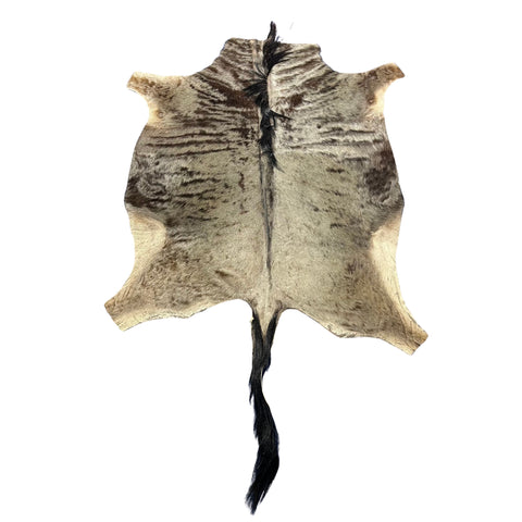 Blue Wildebeest Hide (29"tail) Stiff! Bald Line Down the Middle Size: 5x4 ft D-988