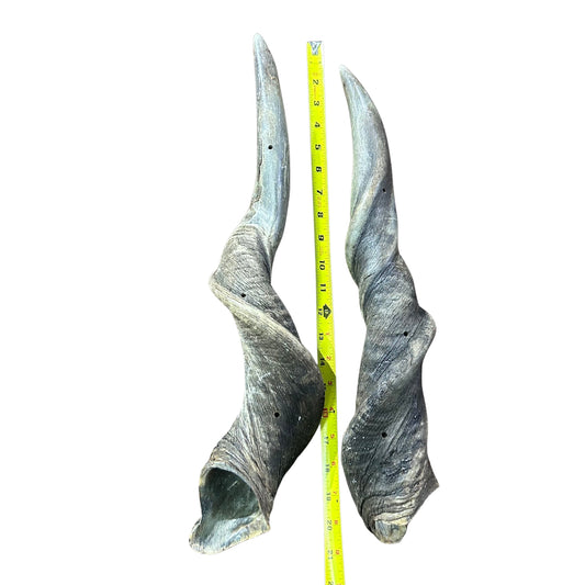 Real Eland Horn Set (2 horns/left and right) - Male Eland Horn Set - Arts and Crafts Horns Antlers - one of the horns is deformed