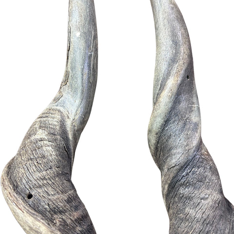 Real Eland Horn Set (2 horns/left and right) - Male Eland Horn Set - Arts and Crafts Horns Antlers - one of the horns is deformed