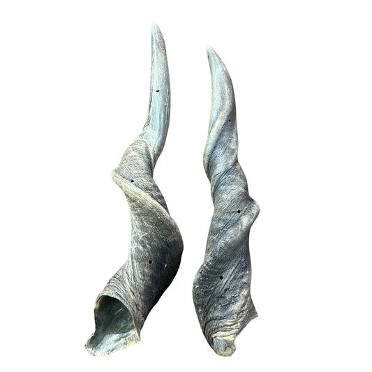 Real Eland Horn Set (2 horns/left and right) - Male Eland Horn Set - Arts and Crafts Horns Antlers - one of the horns is deformed