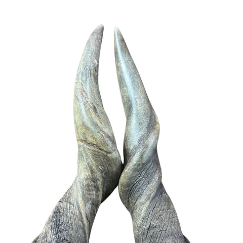 Real Eland Horn Set (2 horns/left and right) - Male Eland Horn Set - Arts and Crafts Horns Antlers - one of the horns is deformed