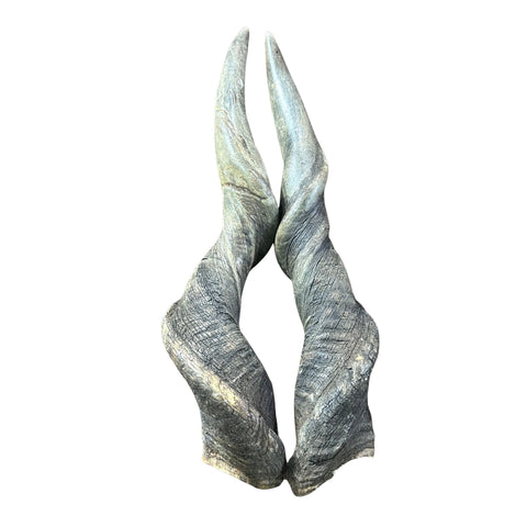 Real Eland Horn Set (2 horns/left and right) - Male Eland Horn Set - Arts and Crafts Horns Antlers - one of the horns is deformed