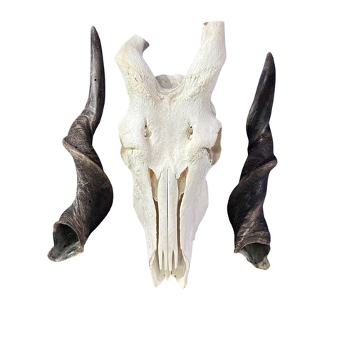 Deformed Eland Skull - Real Antelope Skull - Approximate Size: 34LX10WX9”D Real Wall Art Skull for Man Cave Genuine Taxidermy Mount