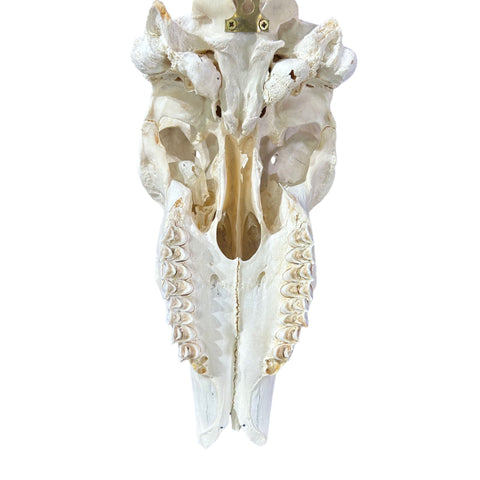 Deformed Eland Skull - Real Antelope Skull - Approximate Size: 34LX10WX9”D Real Wall Art Skull for Man Cave Genuine Taxidermy Mount