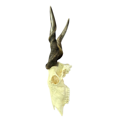Deformed Eland Skull - Real Antelope Skull - Approximate Size: 34LX10WX9”D Real Wall Art Skull for Man Cave Genuine Taxidermy Mount