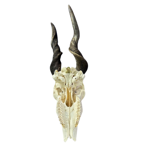 Deformed Eland Skull - Real Antelope Skull - Approximate Size: 34LX10WX9”D Real Wall Art Skull for Man Cave Genuine Taxidermy Mount