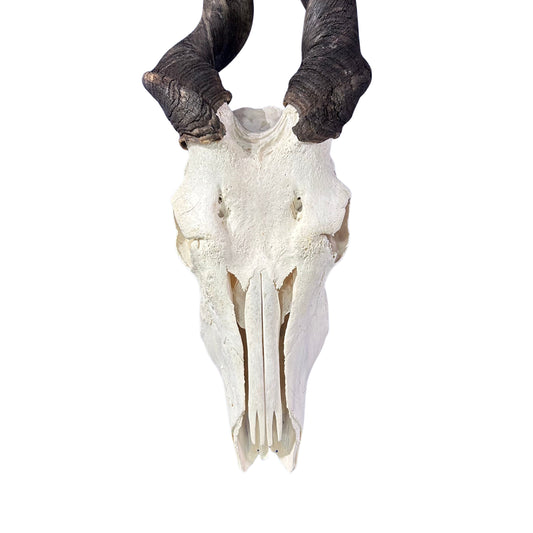 Deformed Eland Skull - Real Antelope Skull - Approximate Size: 34LX10WX9”D Real Wall Art Skull for Man Cave Genuine Taxidermy Mount