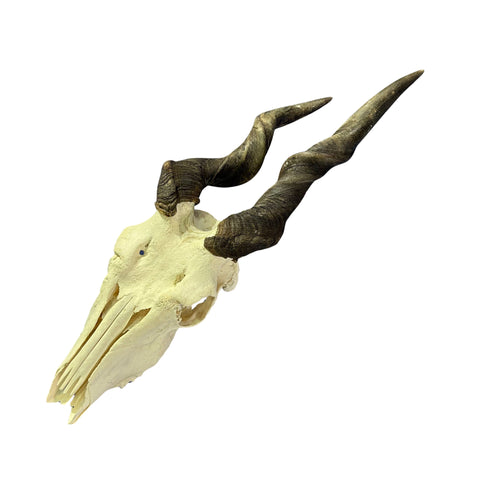 Deformed Eland Skull - Real Antelope Skull - Approximate Size: 34LX10WX9”D Real Wall Art Skull for Man Cave Genuine Taxidermy Mount