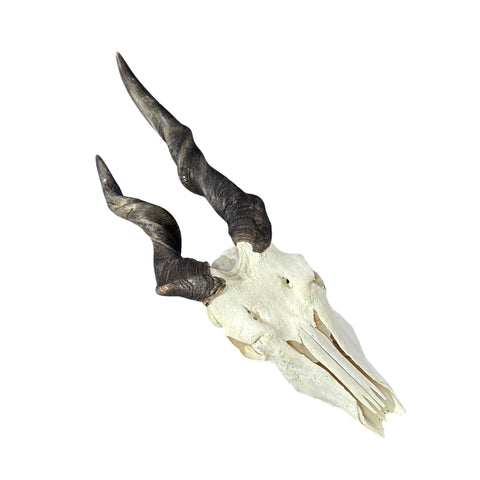 Deformed Eland Skull - Real Antelope Skull - Approximate Size: 34LX10WX9”D Real Wall Art Skull for Man Cave Genuine Taxidermy Mount