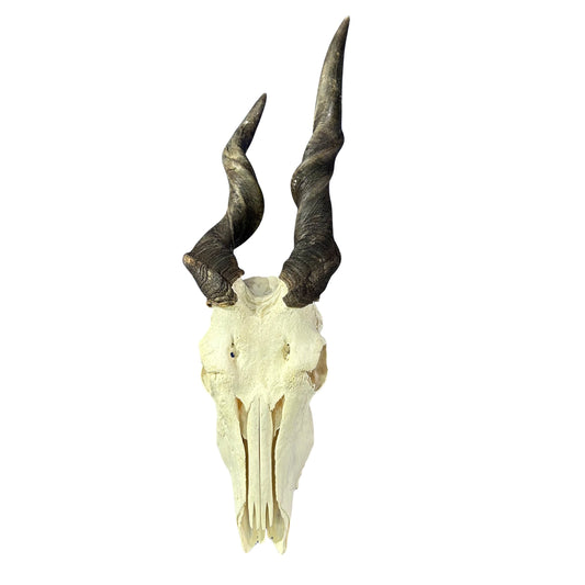 Deformed Eland Skull - Real Antelope Skull - Approximate Size: 34LX10WX9”D Real Wall Art Skull for Man Cave Genuine Taxidermy Mount