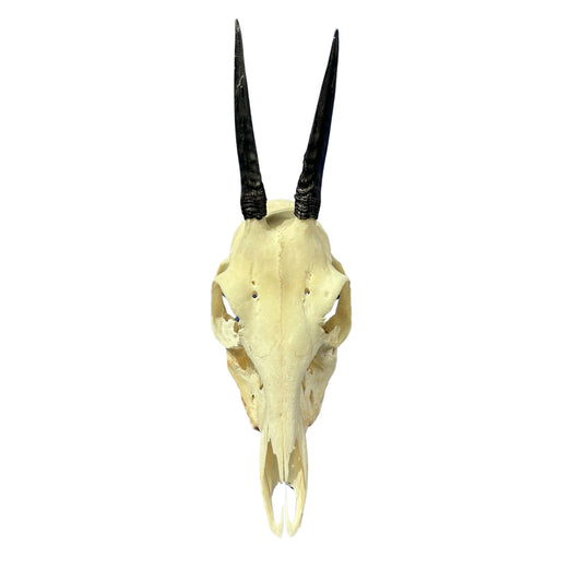 Real Duiker Skull - Common Duiker Taxidermy Cranium - Size: 10.5X5.5X3.3"