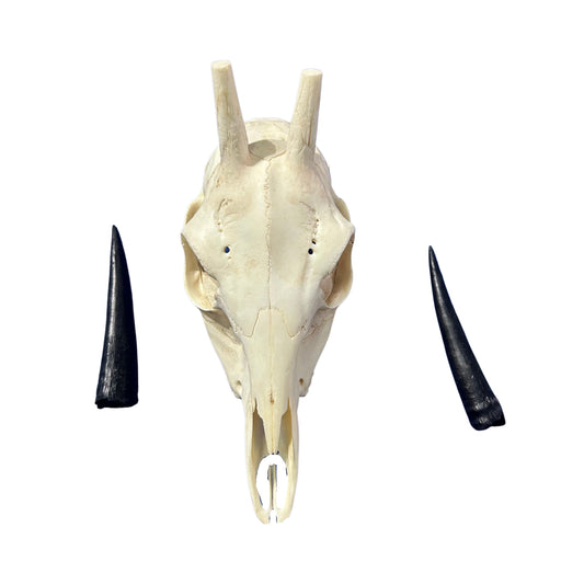 Duiker Skull - Real Deer Skull - Art Wall Antlers Horn Unique Home Design - Approximate Size: 9LX3WX5D"