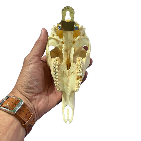 Duiker Skull - Real Deer Skull - Art Wall Antlers Horn Unique Home Design - Approximate Size: 9LX3WX5D"
