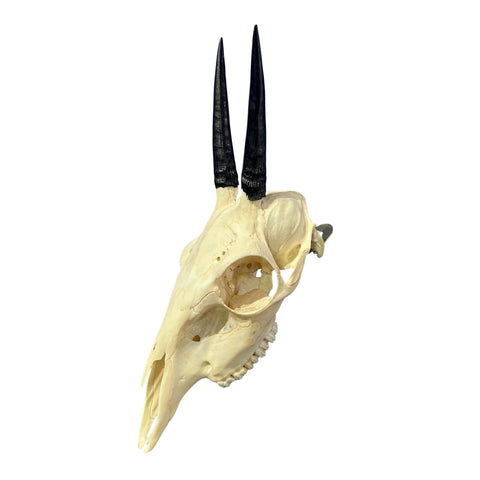 Duiker Skull - Real Deer Skull - Art Wall Antlers Horn Unique Home Design - Approximate Size: 9LX3WX5D"