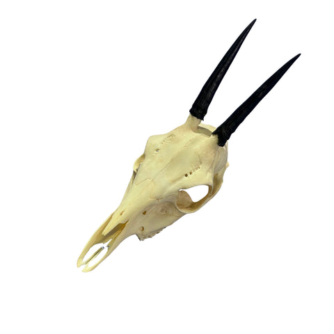 Duiker Skull - Real Deer Skull - Art Wall Antlers Horn Unique Home Design - Approximate Size: 9LX3WX5D"
