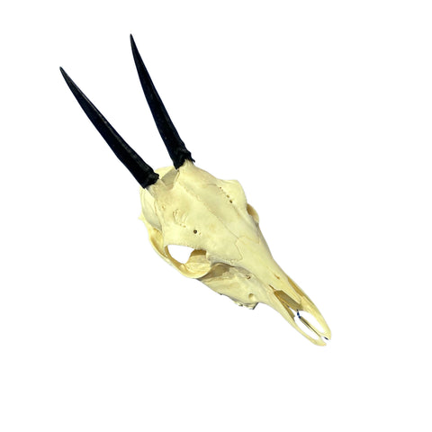 Duiker Skull - Real Deer Skull - Art Wall Antlers Horn Unique Home Design - Approximate Size: 9LX3WX5D"