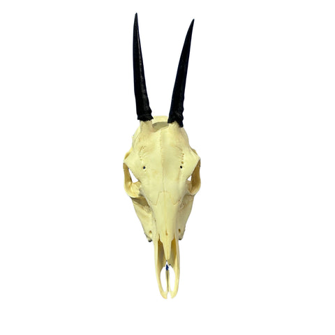 Duiker Skull - Real Deer Skull - Art Wall Antlers Horn Unique Home Design - Approximate Size: 9LX3WX5D"