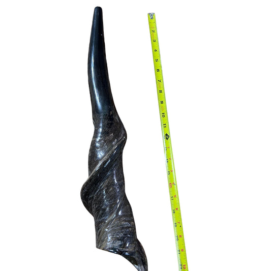 Eland Yemenite Shofar - Genuine Antelope Horn - Around 22" long - Judaica Trumpet Kosher-made Eland antelope horn shofar Eland Horn Trumpet