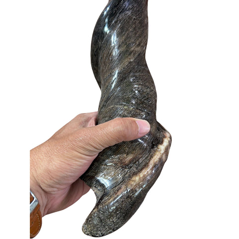 Eland Yemenite Shofar - Genuine Antelope Horn - Around 22" long - Judaica Trumpet Kosher-made Eland antelope horn shofar Eland Horn Trumpet