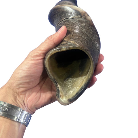Eland Yemenite Shofar - Genuine Antelope Horn - Around 18" long - Judaica Trumpet Kosher-made Eland antelope horn shofar Eland Horn Trumpet