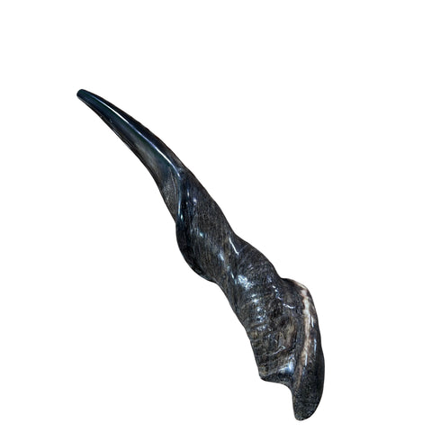 Eland Yemenite Shofar - Genuine Antelope Horn - Around 22" long - Judaica Trumpet Kosher-made Eland antelope horn shofar Eland Horn Trumpet