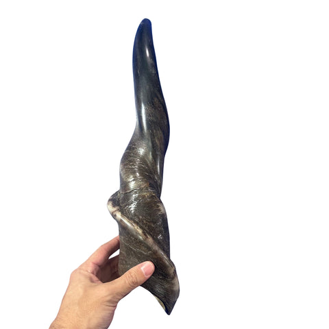 Eland Yemenite Shofar - Genuine Antelope Horn - Around 18" long - Judaica Trumpet Kosher-made Eland antelope horn shofar Eland Horn Trumpet