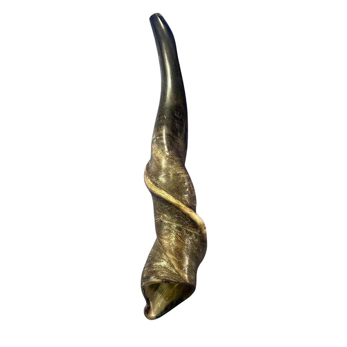 Eland Yemenite Shofar - Genuine Antelope Horn - Around 18" long - Judaica Trumpet Kosher-made Eland antelope horn shofar Eland Horn Trumpet