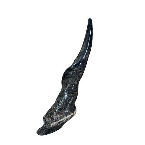 Eland Yemenite Shofar - Genuine Antelope Horn - Around 22" long - Judaica Trumpet Kosher-made Eland antelope horn shofar Eland Horn Trumpet