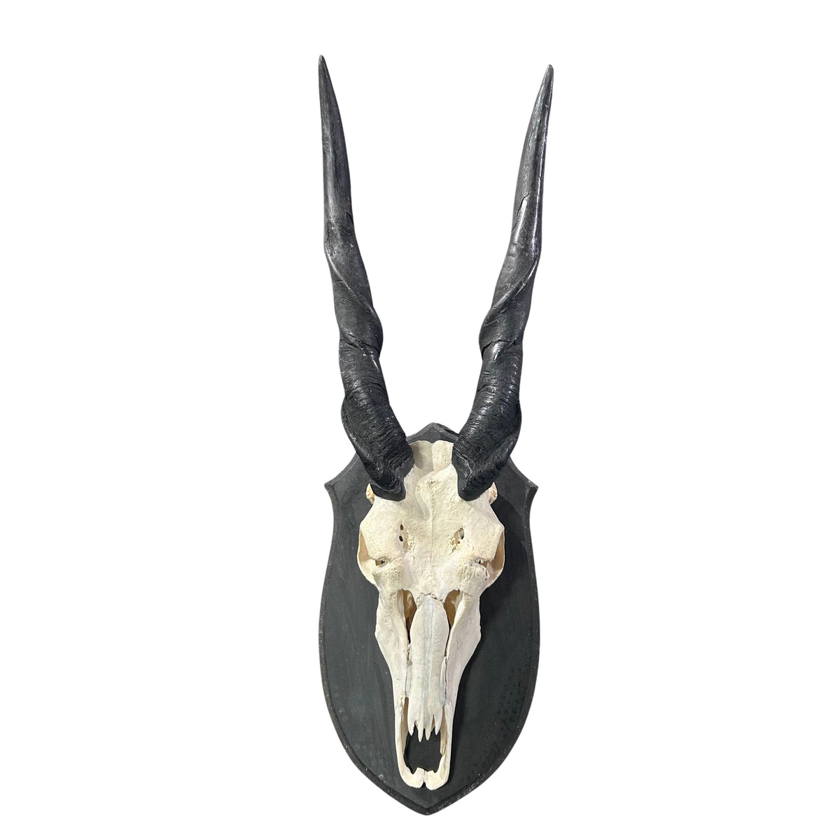 Eland Skull - Real Antelope Skull - Approximate Size: 40"HX13"WX13"D Real Wall Art Skull for Man Cave Genuine Taxidermy Mount for Decoration