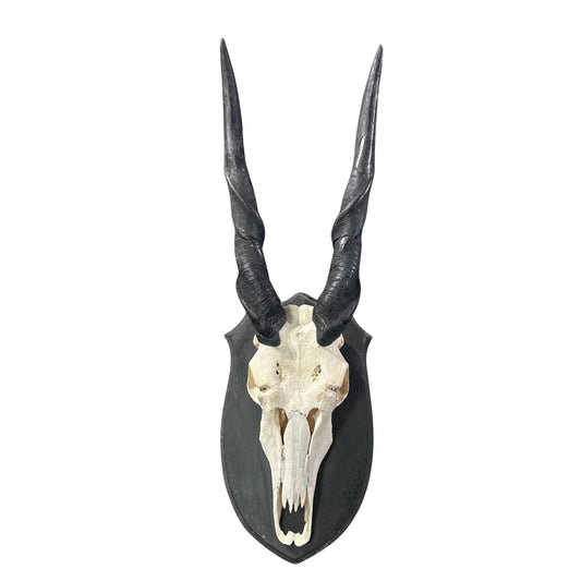 Eland Skull - Real Antelope Skull - Approximate Size: 40"HX13"WX13"D Real Wall Art Skull for Man Cave Genuine Taxidermy Mount for Decoration